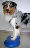 Hundekrankengymnastik in Form von Stabilisationstraining und propriozeptivem Training bei neurologisch erkrankten Hunden.