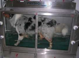 Hundephysiotherapie in der Praxis von Dagmar Herb in Worms beinhaltet auch Training im Unterwasserlaufband für Hunde